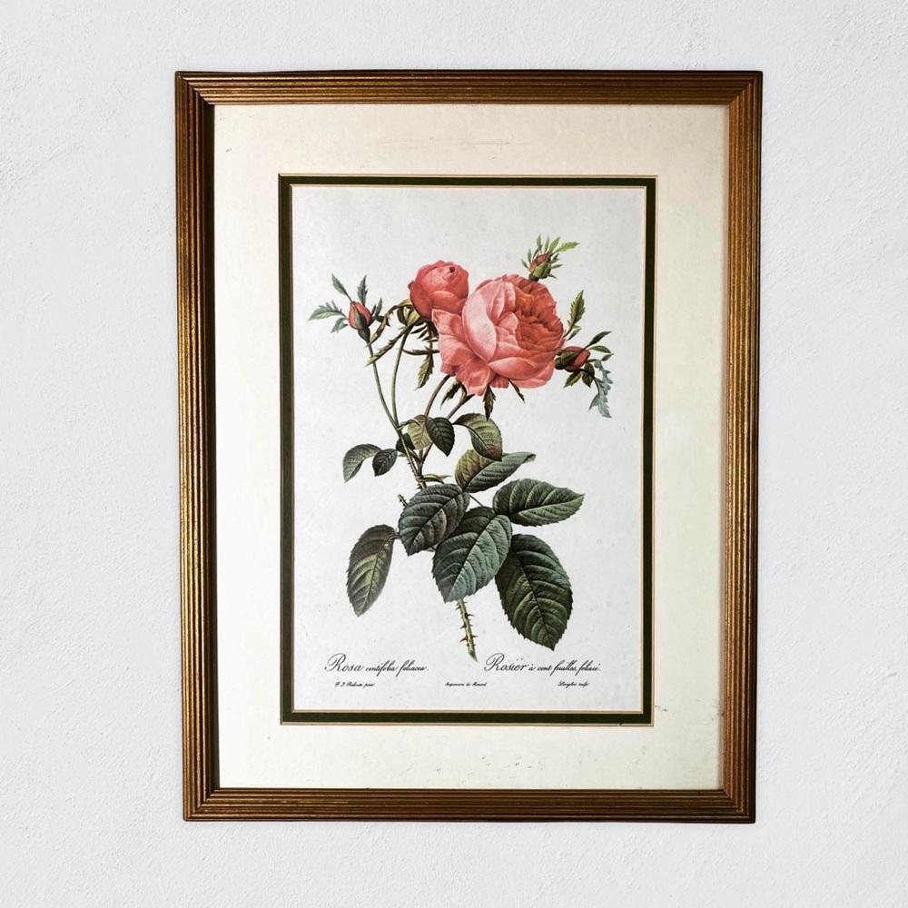 VTG Pierre-Joseph Redouté Framed Botanical Roses Rosa Centifolia foliacea print